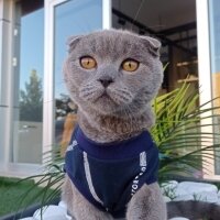 Scottish Fold, Kedi  Duman fotoğrafı