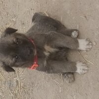 Kangal, Köpek  Hera fotoğrafı