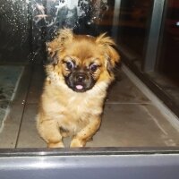 Pekingese, Köpek  Dexter fotoğrafı