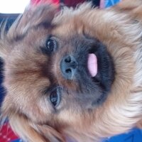 Pekingese, Köpek  Dexter fotoğrafı