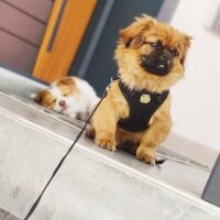 Pekingese, Köpek  Dexter fotoğrafı