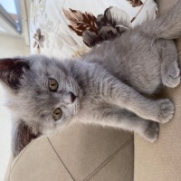 British Shorthair, Kedi  Lina fotoğrafı