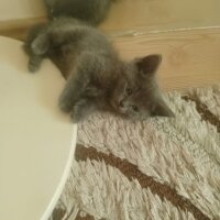 British Shorthair, Kedi  Oreo ve Bulut fotoğrafı