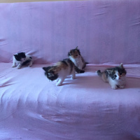 Tekir Kedi, Kedi  Karamel fotoğrafı