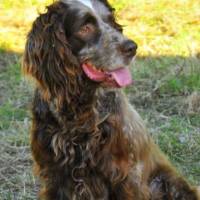 İngiliz Setter, Köpek  Lucky fotoğrafı