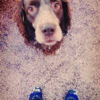 İngiliz Setter, Köpek  Lucky fotoğrafı