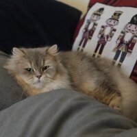 British Longhair, Kedi  Prenses fotoğrafı