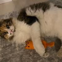 Tekir Kedi, Kedi  Tarçın fotoğrafı
