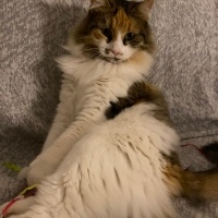 Tekir Kedi, Kedi  Tarçın fotoğrafı