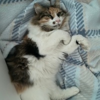 Tekir Kedi, Kedi  Tarçın fotoğrafı