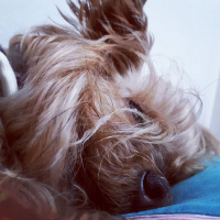 Yorkshire Terrier, Köpek  Prenses fotoğrafı
