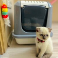 Scottish Fold, Kedi  Mavi fotoğrafı