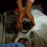 Pug, Köpek  Totti fotoğrafı