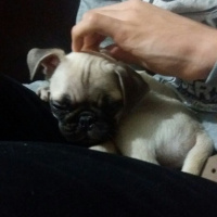 Pug, Köpek  Totti fotoğrafı