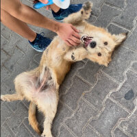 Golden Retriever, Köpek  Köpük fotoğrafı