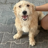 Golden Retriever, Köpek  Köpük fotoğrafı