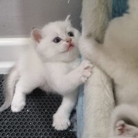 British Shorthair, Kedi  British fotoğrafı