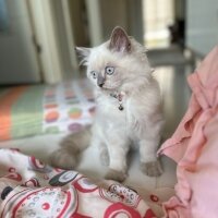 British Shorthair, Kedi  Minnoş fotoğrafı