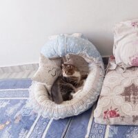 Scottish Fold, Kedi  Rüzgar 🤍 fotoğrafı