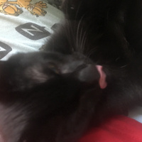 Bombay, Kedi  Gary fotoğrafı