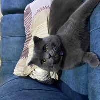 Scottish Fold, Kedi  Fındık fotoğrafı