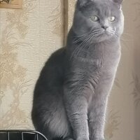 Scottish Fold, Kedi  Fındık fotoğrafı