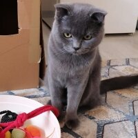 Scottish Fold, Kedi  Fındık fotoğrafı