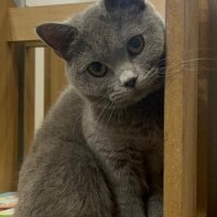 British Shorthair, Kedi  Şermin fotoğrafı