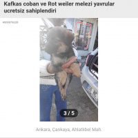 Rottweiler, Köpek  Minik chilalar fotoğrafı