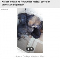 Rottweiler, Köpek  Minik chilalar fotoğrafı