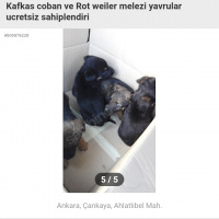 Rottweiler, Köpek  Minik chilalar fotoğrafı