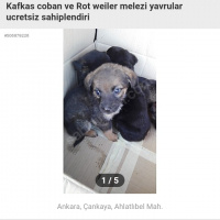 Rottweiler, Köpek  Minik chilalar fotoğrafı