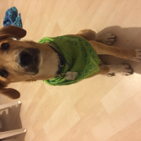 Sokö (Sokak Köpeği), Köpek  Börü fotoğrafı