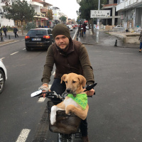 Sokö (Sokak Köpeği), Köpek  Börü fotoğrafı