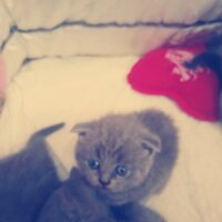 Scottish Fold, Kedi  Duman fotoğrafı