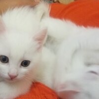 British Longhair, Kedi  Şuri fotoğrafı