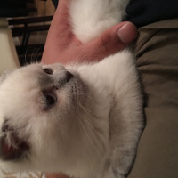 Scottish Fold, Kedi  Gırgır fotoğrafı