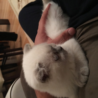 Scottish Fold, Kedi  Gırgır fotoğrafı