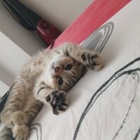 Scottish Fold, Kedi  Lora fotoğrafı