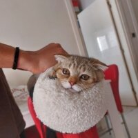 Scottish Fold, Kedi  Lora fotoğrafı