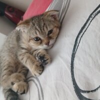 Scottish Fold, Kedi  Lora fotoğrafı