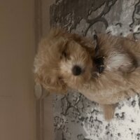 Maltese, Köpek  Rudy fotoğrafı