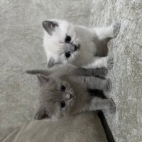 British Shorthair, Kedi  ismi yok sahiplendiriyorum fotoğrafı