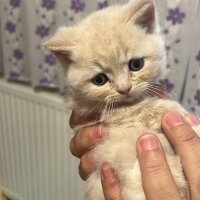 British Shorthair, Kedi  Minik Dostlarıma Yeni Yuva fotoğrafı