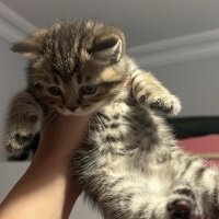 British Shorthair, Kedi  Minik Dostlarıma Yeni Yuva fotoğrafı