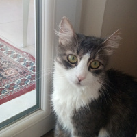 Tekir Kedi, Kedi  Venüs  fotoğrafı