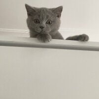 British Shorthair, Kedi  Duman fotoğrafı