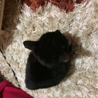 Tekir Kedi, Kedi  Gece fotoğrafı