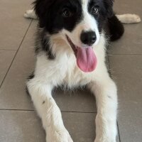 Border Collie, Köpek  Asos fotoğrafı