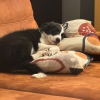 Border Collie, Köpek  Asos fotoğrafı